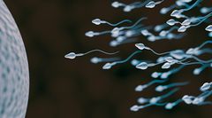 Sperm could help fight infections [UNCHealthTalk]