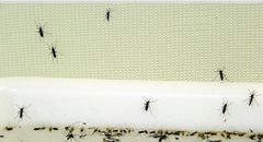 Capture moustiques tigre