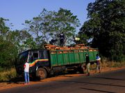 Abattage d'arbres en Guinée-Bissau