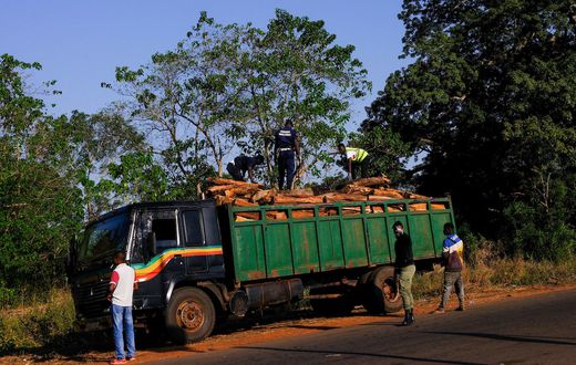 Abattage d'arbres en Guinée-Bissau