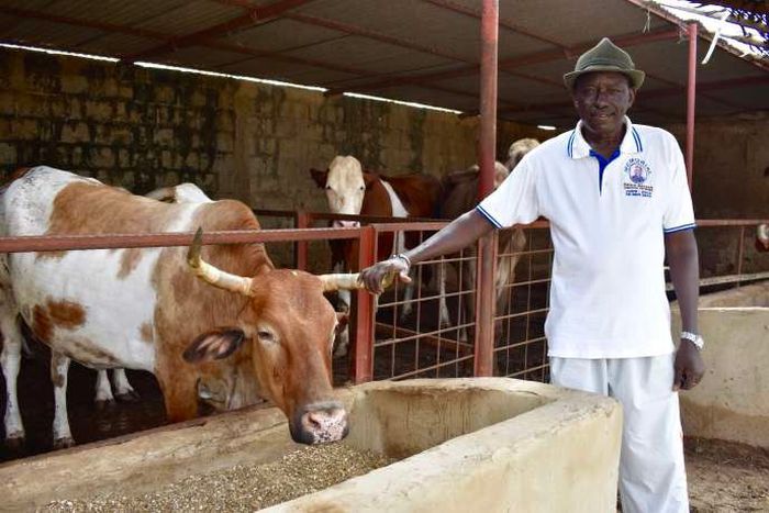 Eleveur de bovins -illustration-