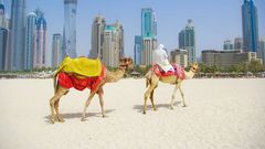Des chameaux sur le sable devant les immeubles de Dubaï