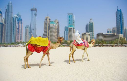 Des chameaux sur le sable devant les immeubles de Dubaï