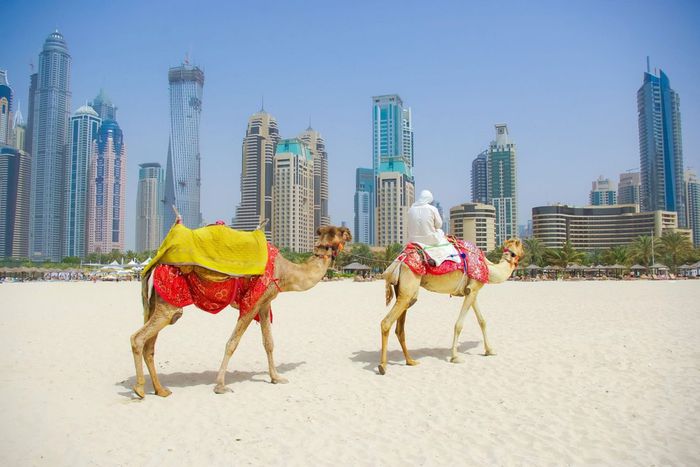 Des chameaux sur le sable devant les immeubles de Dubaï
