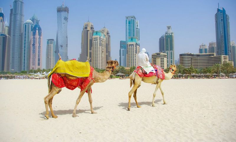 Des chameaux sur le sable devant les immeubles de Dubaï