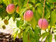 Feuilles de mangue