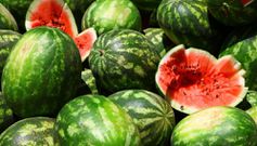 Pasteques mûres