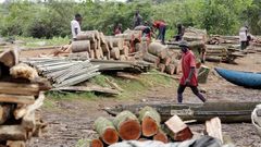 Trafiquants de bois en Casamance