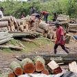 Trafiquants de bois en Casamance