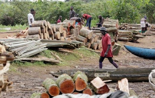 Trafiquants de bois en Casamance