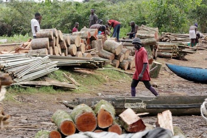 Trafiquants de bois en Casamance