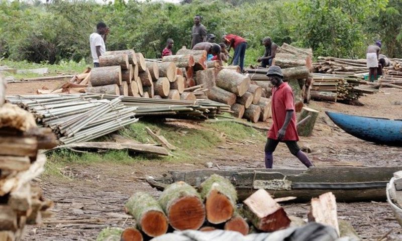 Trafiquants de bois en Casamance