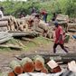 Trafiquants de bois en Casamance