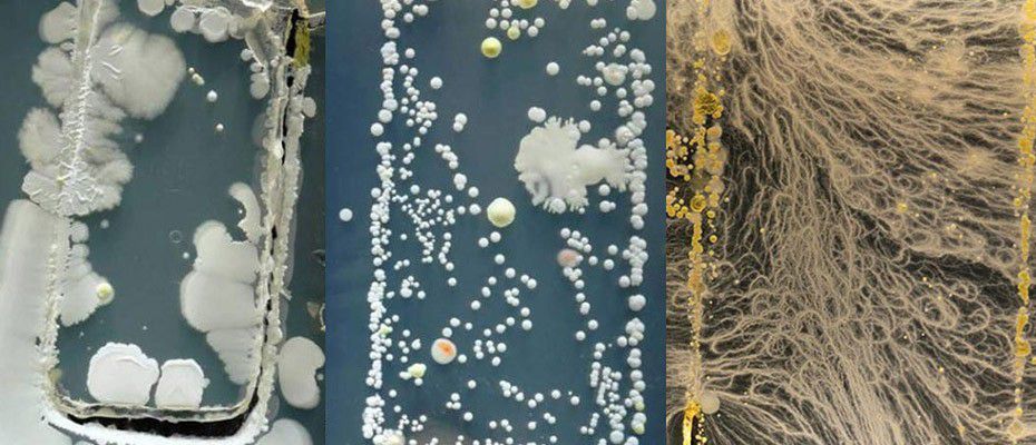 bacteries-microbes-danger-smartphones-ecran-tactile