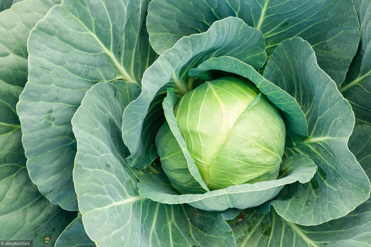 quelle-famille-un-hiver-trop-choux