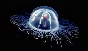 This graceful creature is called the immotal jellyfish [Facebook]