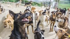 aide-internationale-maroc-sanctuaire-animaux