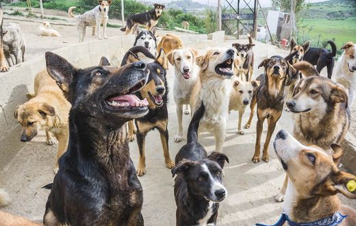 aide-internationale-maroc-sanctuaire-animaux
