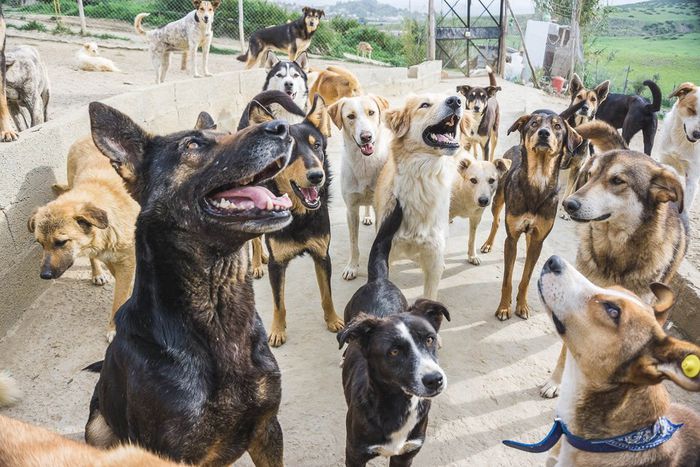 aide-internationale-maroc-sanctuaire-animaux