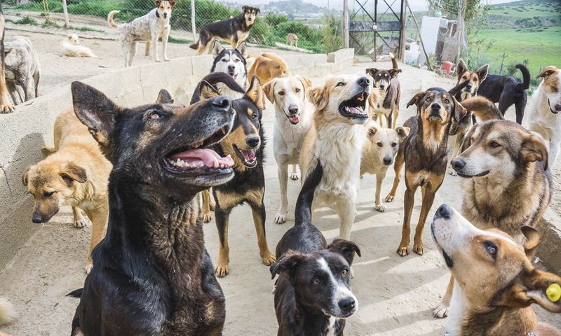 aide-internationale-maroc-sanctuaire-animaux