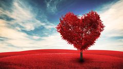Valentine's Day Heart Trees 515463 1920x1080
