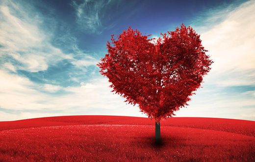 Valentine's Day Heart Trees 515463 1920x1080