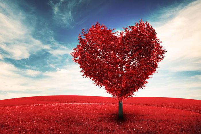 Valentine's Day Heart Trees 515463 1920x1080