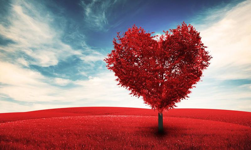Valentine's Day Heart Trees 515463 1920x1080