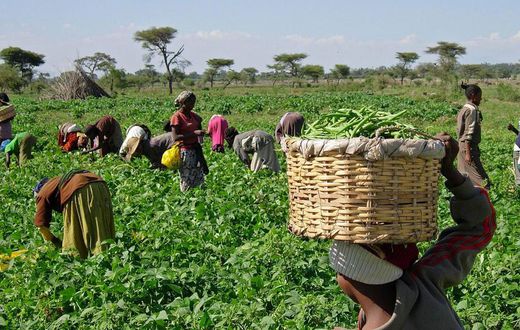 Agriculture in Nigeria [TheGuardianNigeria]