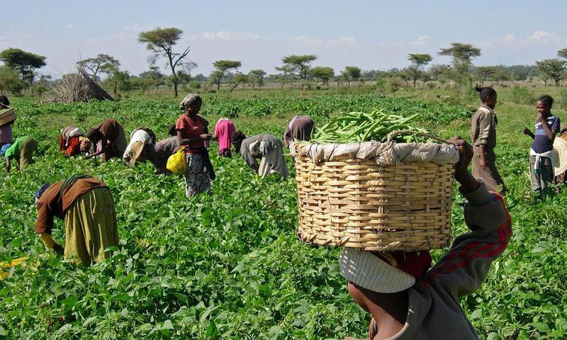 Agriculture in Nigeria [TheGuardianNigeria]