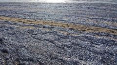 Poissons morts sur la plage de Gandiol