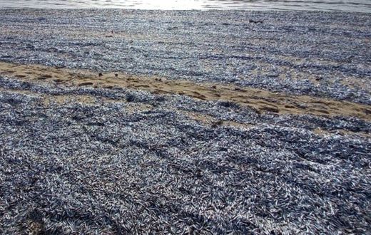 Poissons morts sur la plage de Gandiol