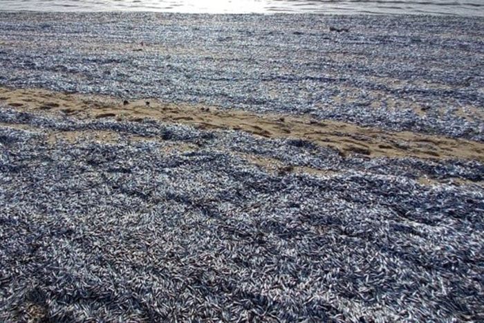 Poissons morts sur la plage de Gandiol