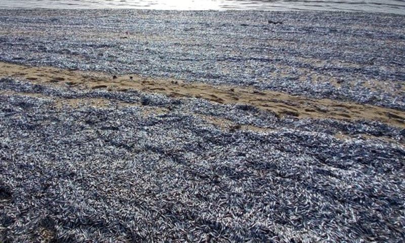 Poissons morts sur la plage de Gandiol