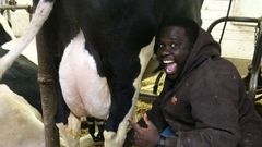 Who were the first humans to milk a cow [dairygoodcow]