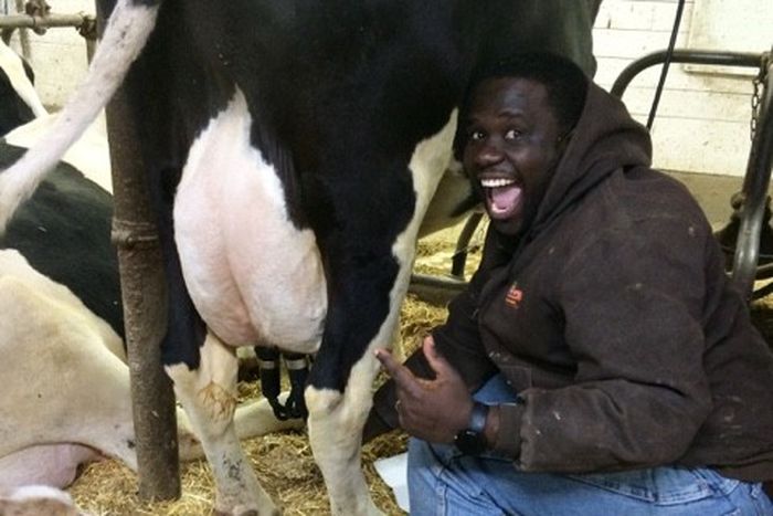 Who were the first humans to milk a cow [dairygoodcow]