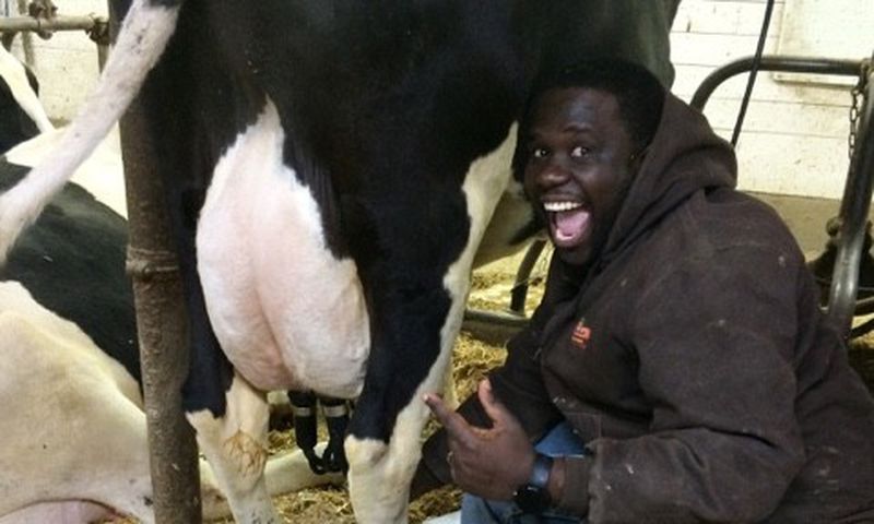 Who were the first humans to milk a cow [dairygoodcow]