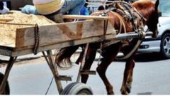 cheval