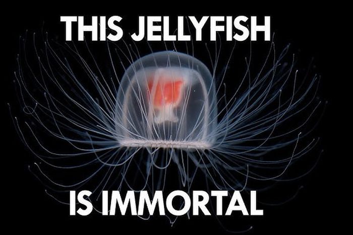 Some animals never grow old [YouTube]