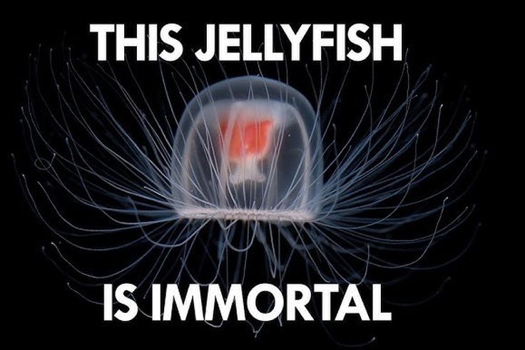 Some animals never grow old [YouTube]