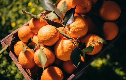 Orange fruit
