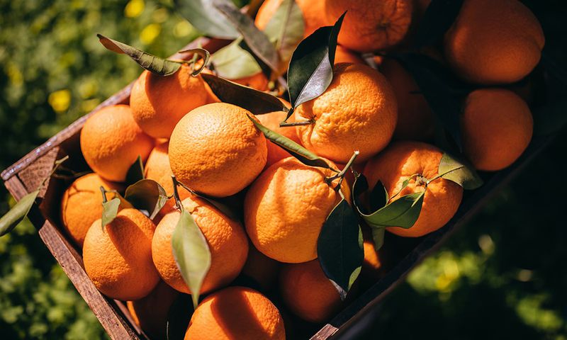 Orange fruit