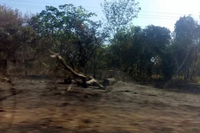 Une forêt détruite en Casamance