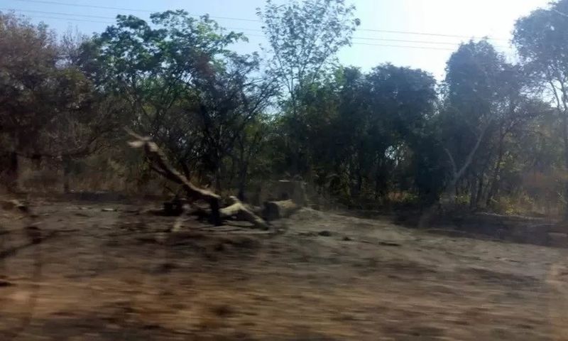 Une forêt détruite en Casamance