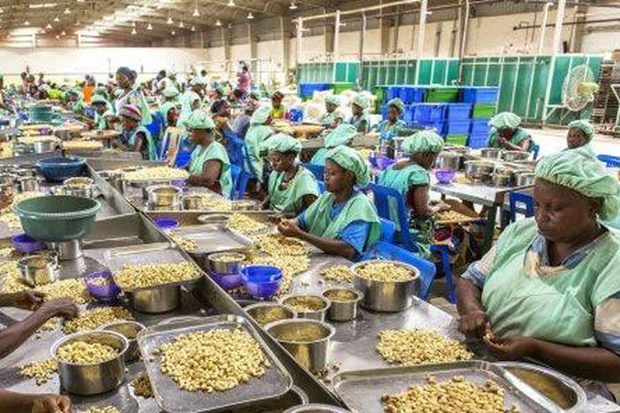 cajou-ivoirien-les-usines-de-transformation-locale-a-l-arret iqxh257c1i9