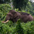 Les attaques d'elephants sont courante en Inde avec la forte urbanisation en cours