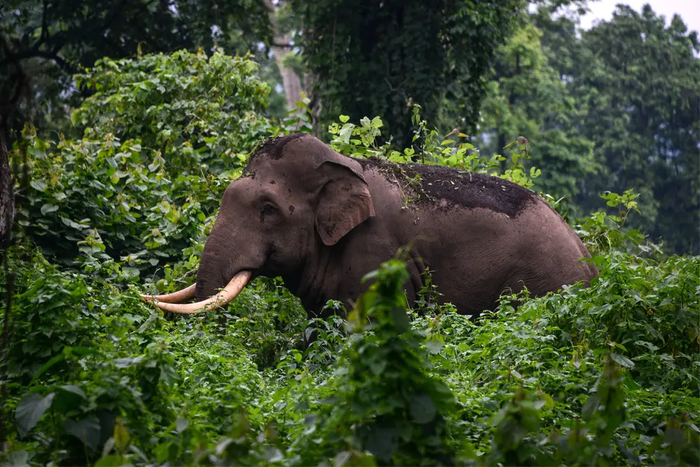 Les attaques d'elephants sont courante en Inde avec la forte urbanisation en cours