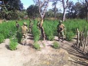 Des champs de chanvre indien de plusieurs hectares découvert par l'armée en Casamance