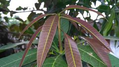 mango-leaves-mango-leaf-healthy-mango-leaf-nature-green-natural-leaves