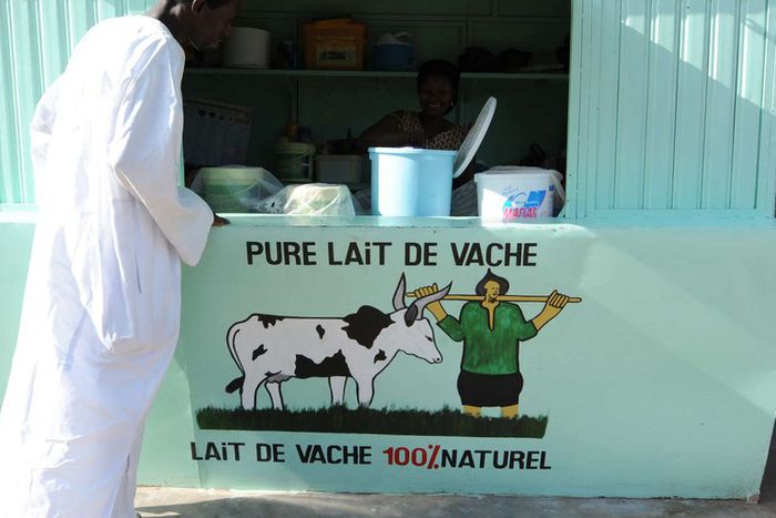 Production laitière